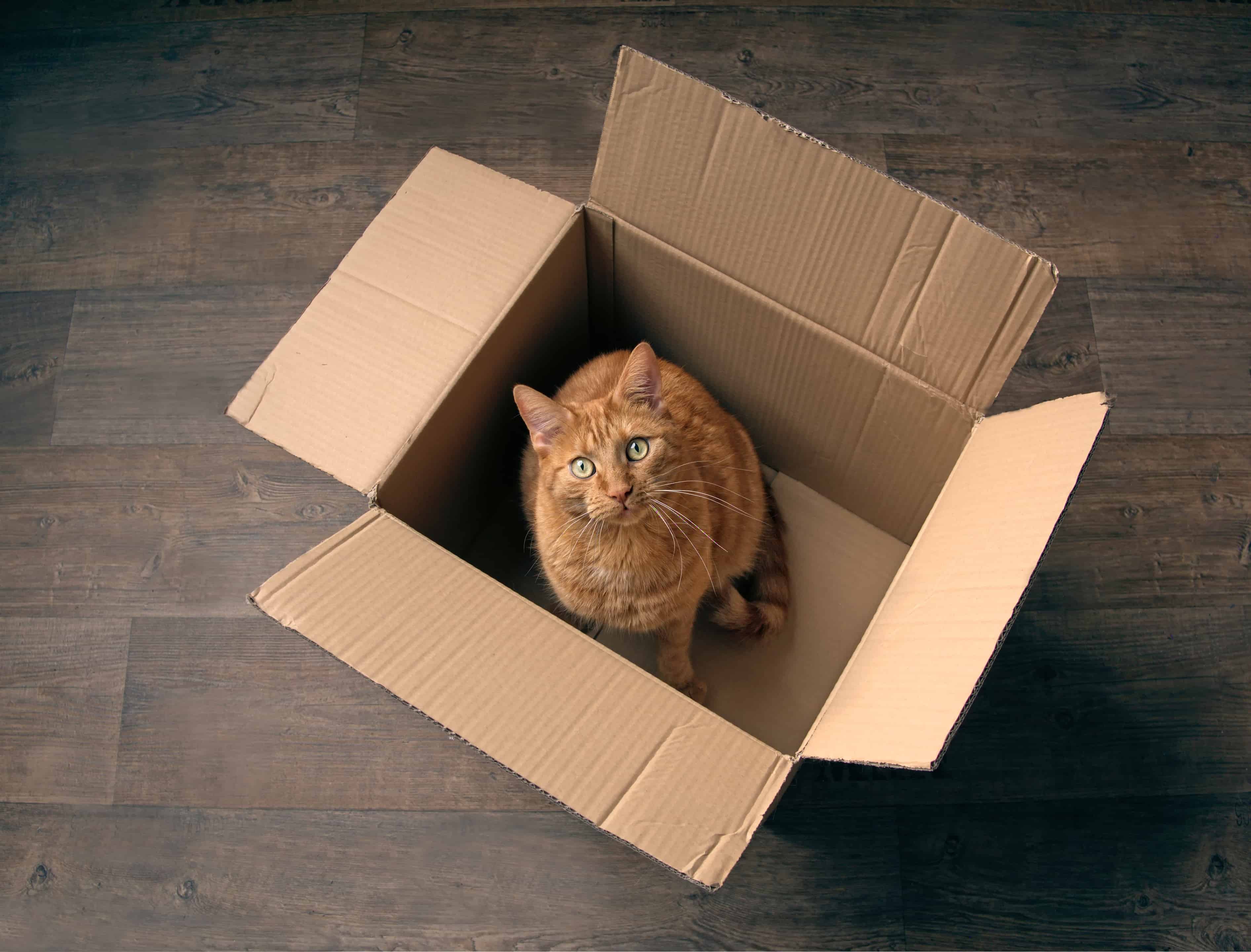 How To Move With Pets - Cute ginger cat sitting in a cardboard box on a wooden floor and looking curious to the camera. - Mayflower