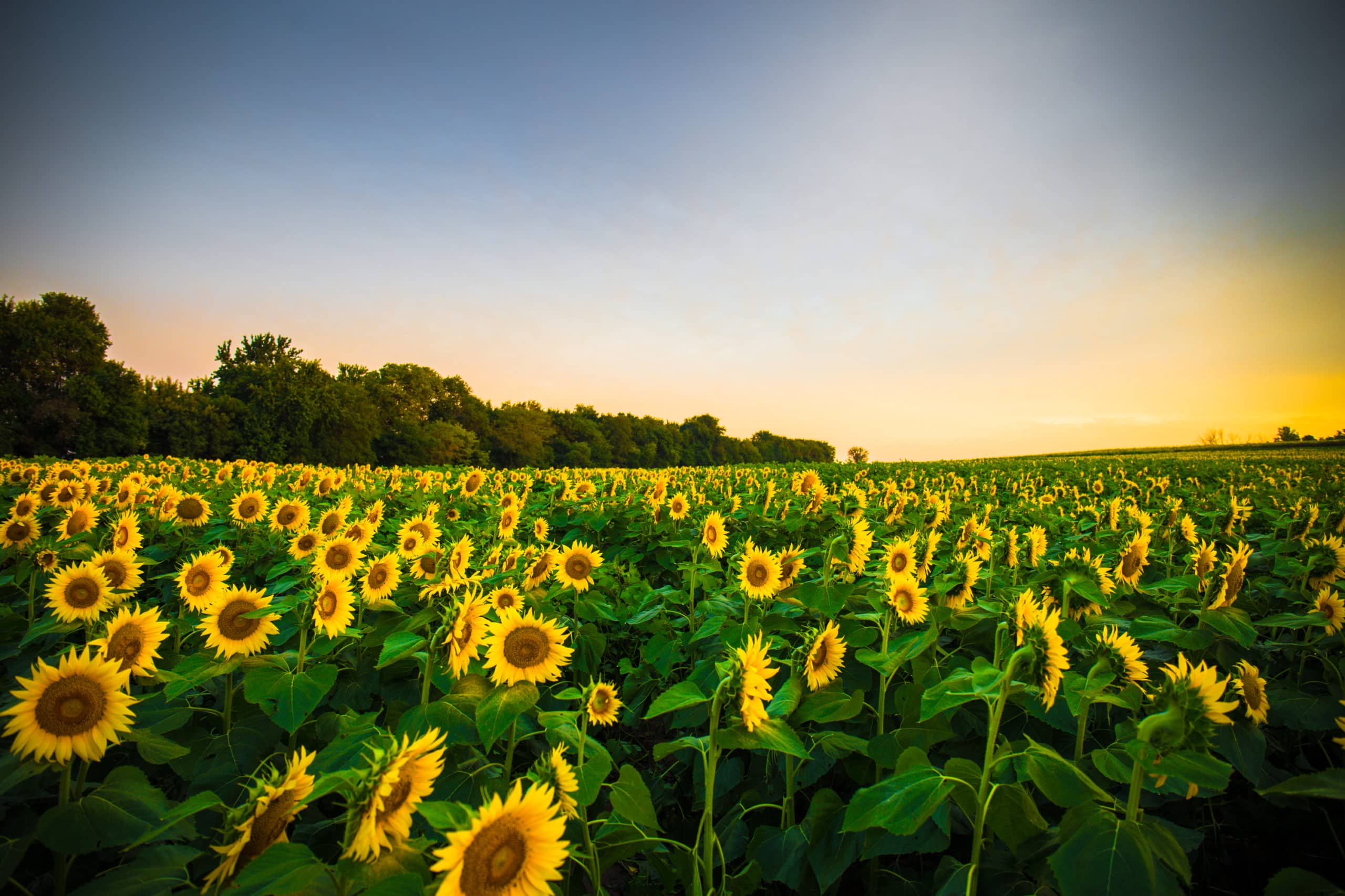 sunflower field in eastern Kansas
